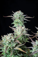 Fast Buds - Strawberry Banana Auto