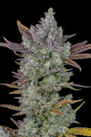 Fast Buds - Gorilla Cookies Auto