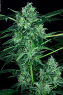 Paradise Seeds - Auto Whiteberry