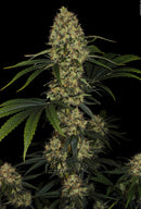 Paradise Seeds - L.A. Amnesia