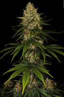 Paradise Seeds - Space Cookies