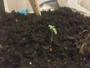 Paradise Seeds - Auto Whiteberry
