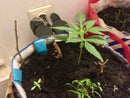 Paradise Seeds - Auto Whiteberry