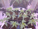 Compound Genetics - High Society