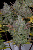 Fast Buds - Gorilla Cookies Auto