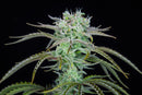 Fast Buds - Strawberry Banana Auto