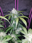 Fast Buds - Tangie Auto