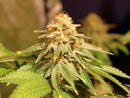 Paradise Seeds - Space Cookies