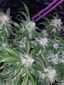 Fast Buds - Tangie Auto