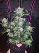 Fast Buds - Tangie Auto