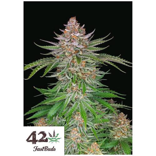 strawberry pie auto seeds FAST BUDS