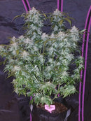 Fast Buds - Tangie Auto