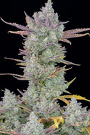 Fast Buds - Gorilla Cookies Auto