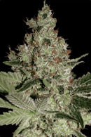 Paradise Seeds - Acid