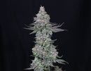 Compound Genetics - Slipstream