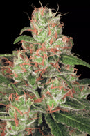 Paradise Seeds - Auto Acid