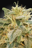 Paradise Seeds - CBDrelief