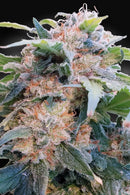 Paradise Seeds - CBDream