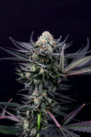 Paradise Seeds - Caramba