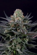 Paradise Seeds - Caramba