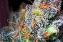 Paradise Seeds - Caramba