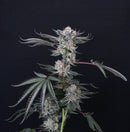 Compound Genetics - Luxar Dos