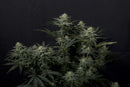 Fast Buds - GG4 Sherbet FF