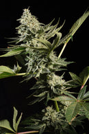 Paradise Seeds - Glowstarz