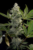 Paradise Seeds - Glowstarz