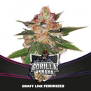 BSF - Gorilla Banana