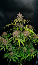 Fast Buds - Gorilla Punch Auto