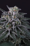 Paradise Seeds - Gulupa
