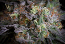 Paradise Seeds - Gulupa