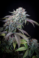 Paradise Seeds - Gulupa