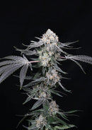 Compound Genetics - High Society