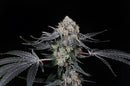 Compound Genetics - High Society