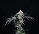 Compound Genetics - High Society
