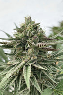 Humboldt - Pound Cake