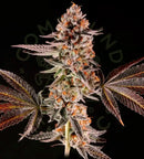 Compound Genetics - La Bomba Esé