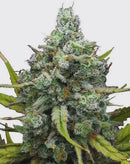Dynamite Genetics - London Pound Cake Fem IND/25%