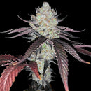 Compound Genetics - Marshmallow OG