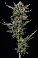 Humboldt - Notorious THC