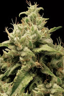 Paradise Seeds - Opium