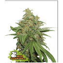SEED STOCKERS - AK420 AUTO