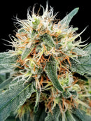Paradise Seeds - Stromboli Auto