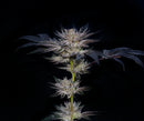 Compound Genetics - Slipstream