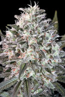 Paradise Seeds - Space Cookies