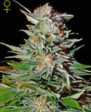 Dynamite Genetics - Super Lemon Haze Auto SAT/21%