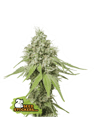 Seed Stockers