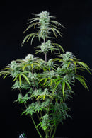 Fast Buds - Strawberry Banana Auto